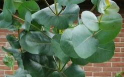 Big O Cold Hardy Eucalyptus Tree (Eucalyptus Neglecta) - 3 Quart Pot -Good Housekeeping Shop eucalyptus bigo leaves 2