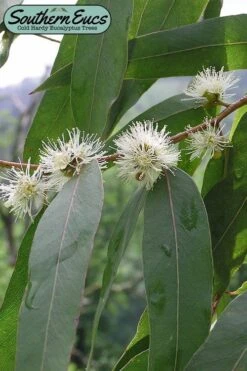 Good Housekeeping Shop 22 Jersey Girl Cold Hardy Eucalyptus Tree (Eucalyptus Macarthurii) - 3 Quart Pot