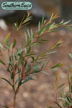 Skinny Minny Hardy Eucalyptus Tree (Eucalyptus Moorei) - Quart Pot