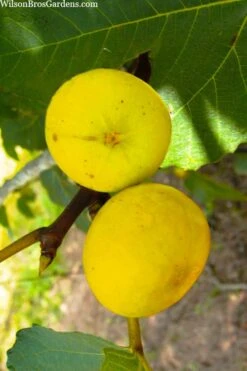 LSU Gold Fig Tree - 3 Gallon Pot -Good Housekeeping Shop ficus carica lsu gold fig tree 1