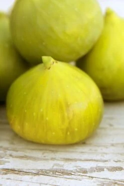 LSU Gold Fig Tree - 3 Gallon Pot -Good Housekeeping Shop ficus carica lsu gold fig tree 2