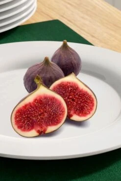 Texas Everbearing Fig Tree - 3 Gallon Pot -Good Housekeeping Shop fig texas everbearing 11