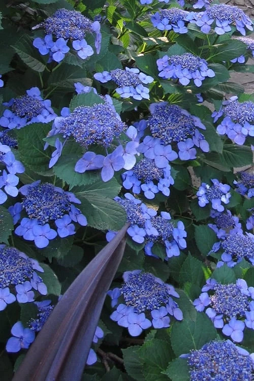 Bluebird Hydrangea - 3 Gallon Pot 1 Bluebird Hydrangea - 3 Gallon Pot