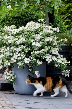 Fairytrail Bride Cascade Hydrangea - 3 Gallon Pot -Good Housekeeping Shop hydrangea fairytrail bride 7 1