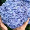 Big Daddy Hydrangea - 7 Gallon Pot