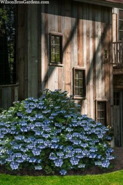 Blue Wave Lacecap Hydrangea - 3 Gallon Pot 14 Blue Wave Lacecap Hydrangea - 3 Gallon Pot -Good Housekeeping Shop hydrangea macrophylla blue wave 22