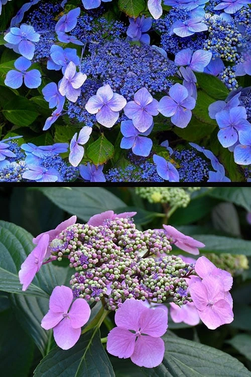 Blue Wave Lacecap Hydrangea - 3 Gallon Pot 8 Blue Wave Lacecap Hydrangea - 3 Gallon Pot - Image 8