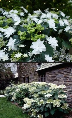 Fuji Waterfall Hydrangea - 1 Gallon Pot -Good Housekeeping Shop hydrangea macrophylla fuji waterfall 4