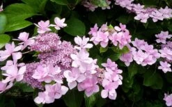 Izu No Hana Lacecap Hydrangea - 3 Gallon Pot -Good Housekeeping Shop hydrangea macrophylla izu no ito 3