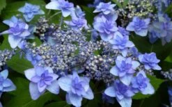 Izu No Hana Lacecap Hydrangea - 3 Gallon Pot -Good Housekeeping Shop hydrangea macrophylla izu no ito 4