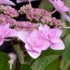Izu No Hana Lacecap Hydrangea - 3 Gallon Pot