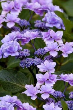 Izu No Hana Lacecap Hydrangea - 3 Gallon Pot -Good Housekeeping Shop hydrangea macrophylla izu no ito 9
