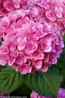 Love Hydrangea - 3 Gallon Pot -Good Housekeeping Shop hydrangea macrophylla love 1
