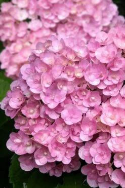Love Hydrangea - 3 Gallon Pot -Good Housekeeping Shop hydrangea macrophylla love 5