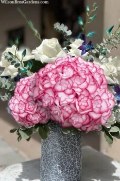 Miss Saori Hydrangea - 1 Gallon Pot -Good Housekeeping Shop hydrangea macrophylla miss saori 20