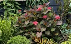 Miss Saori Hydrangea - 1 Gallon Pot -Good Housekeeping Shop hydrangea macrophylla miss saori 9