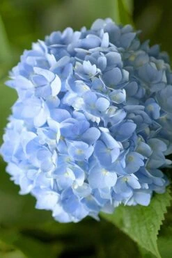 Penny Mac Hydrangea - 3 Gallon Pot -Good Housekeeping Shop hydrangea macrophylla penny mac 21