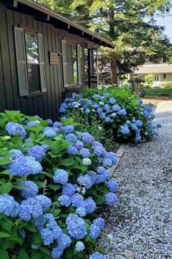Penny Mac Hydrangea - 3 Gallon Pot -Good Housekeeping Shop hydrangea macrophylla penny mac 23