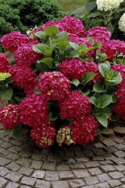 Red Sensation Hydrangea - 3 Gallon Pot 10 Red Sensation Hydrangea - 3 Gallon Pot -Good Housekeeping Shop hydrangea macrophylla red sensation 2