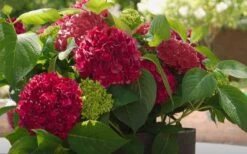 Red Sensation Hydrangea - 3 Gallon Pot 12 Red Sensation Hydrangea - 3 Gallon Pot -Good Housekeeping Shop hydrangea macrophylla red sensation 6
