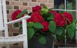 Red Sensation Hydrangea - 3 Gallon Pot 11 Red Sensation Hydrangea - 3 Gallon Pot -Good Housekeeping Shop hydrangea macrophylla red sensation 7
