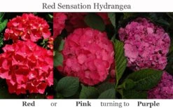 Red Sensation Hydrangea - 3 Gallon Pot 13 Red Sensation Hydrangea - 3 Gallon Pot -Good Housekeeping Shop hydrangea macrophylla red sensation 8