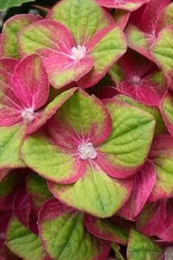 Tilt-A-Swirl Hydrangea - 3 Gallon Pot -Good Housekeeping Shop hydrangea macrophylla tilt a swirl 4