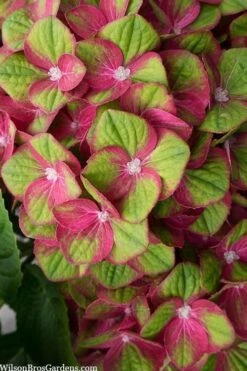 Tilt-A-Swirl Hydrangea - 3 Gallon Pot -Good Housekeeping Shop hydrangea macrophylla tilt a swirl 5