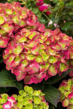 Tilt-A-Swirl Hydrangea - 3 Gallon Pot - SALE -Good Housekeeping Shop hydrangea macrophylla tilt a swirl 7 1