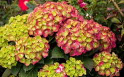 Tilt-A-Swirl Hydrangea - 3 Gallon Pot - SALE -Good Housekeeping Shop hydrangea macrophylla tilt a swirl 8 1