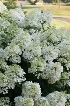 Bobo Hydrangea - 3 Gallon Pot -Good Housekeeping Shop hydrangea paniculata bobo 3