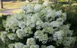 Bobo Hydrangea - 3 Gallon Pot -Good Housekeeping Shop hydrangea paniculata bobo 4