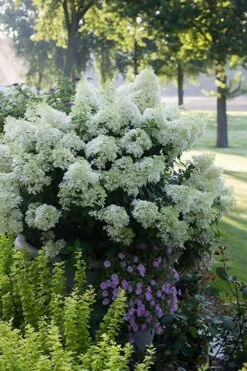 Bobo Hydrangea - 3 Gallon Pot -Good Housekeeping Shop hydrangea paniculata bobo 5