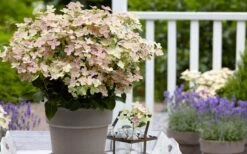 Early Evolution Hydrangea - 1 Gallon Pot -Good Housekeeping Shop hydrangea paniculata early evolution 2
