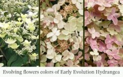 Early Evolution Hydrangea - 1 Gallon Pot -Good Housekeeping Shop hydrangea paniculata early evolution 5