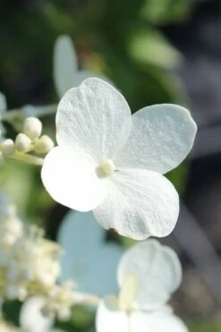 Kyushu Hydrangea - 3 Gallon Pot -Good Housekeeping Shop hydrangea paniculata kyushu 23