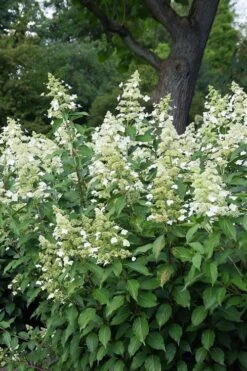 Kyushu Hydrangea - 3 Gallon Pot -Good Housekeeping Shop hydrangea paniculata kyushu 5