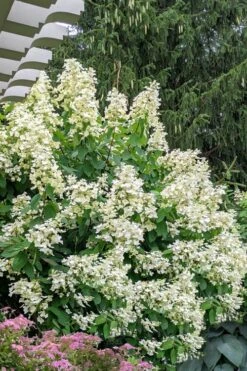 Kyushu Hydrangea - 3 Gallon Pot -Good Housekeeping Shop hydrangea paniculata kyushu 7