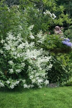 Kyushu Hydrangea - 3 Gallon Pot -Good Housekeeping Shop hydrangea paniculata kyushu 9
