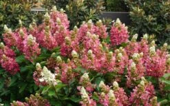Flare Hydrangea - 3 Gallon Pot -Good Housekeeping Shop hydrangea paniculata lava lamp flare 11