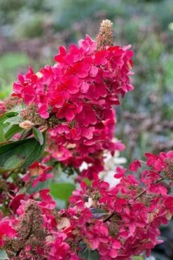 Flare Hydrangea - 3 Gallon Pot -Good Housekeeping Shop hydrangea paniculata lava lamp flare 15 1