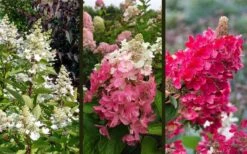 Flare Hydrangea - 3 Gallon Pot -Good Housekeeping Shop hydrangea paniculata lava lamp flare 16