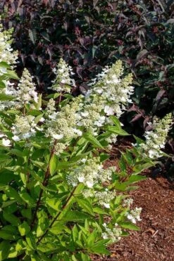 Flare Hydrangea - 3 Gallon Pot -Good Housekeeping Shop hydrangea paniculata lava lamp flare 17