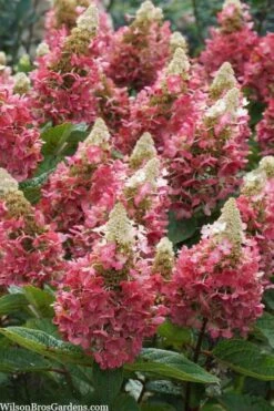 Flare Hydrangea - 3 Gallon Pot -Good Housekeeping Shop hydrangea paniculata lava lamp flare 3