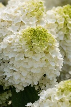 Little Hottie Hydrangea - 2.5 Gallon Pot -Good Housekeeping Shop hydrangea paniculata little hottie 1