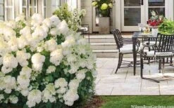 Little Hottie Hydrangea - 2.5 Gallon Pot -Good Housekeeping Shop hydrangea paniculata little hottie 5