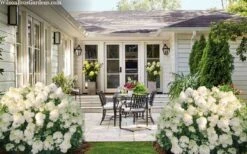 Little Hottie Hydrangea - 2.5 Gallon Pot -Good Housekeeping Shop hydrangea paniculata little hottie 7