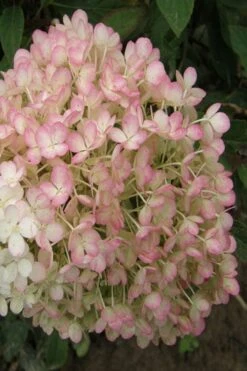 Little Hottie Hydrangea - 2.5 Gallon Pot -Good Housekeeping Shop hydrangea paniculata little hottie 9