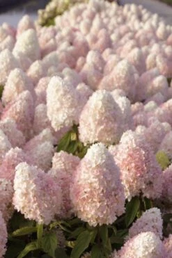 Sweet Summer Panicle Hydrangea - 3 Gallon Pot 11 Sweet Summer Panicle Hydrangea - 3 Gallon Pot -Good Housekeeping Shop hydrangea paniculata sweet summer 1