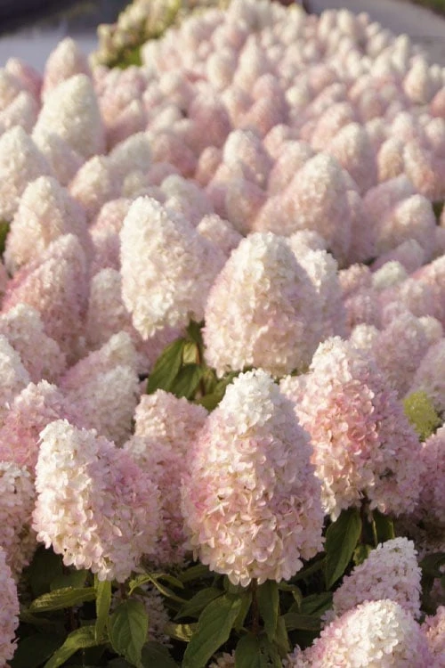 Sweet Summer Panicle Hydrangea - 3 Gallon Pot 6 Sweet Summer Panicle Hydrangea - 3 Gallon Pot - Image 6